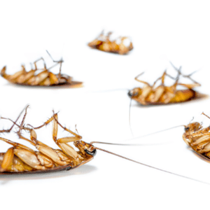 Pest Control: Keeping Your Home Safe and Pest-Free