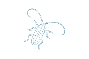 We’ve Got You Covered: The Best Pest Control Services in Hertfordshire